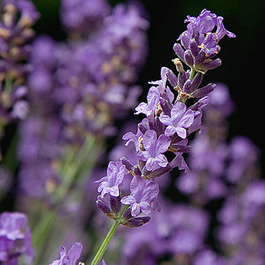 Lavender (cc) Ebelien/Flickr http://www.flickr.com/photos/-ebelien-/3952068761/
