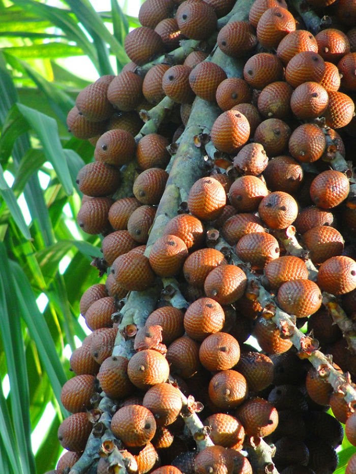 Aguaje (ou fruit du Palmier-bâche)