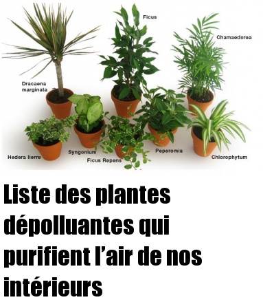 Plantes Dépolluantes Les Plus Efficaces