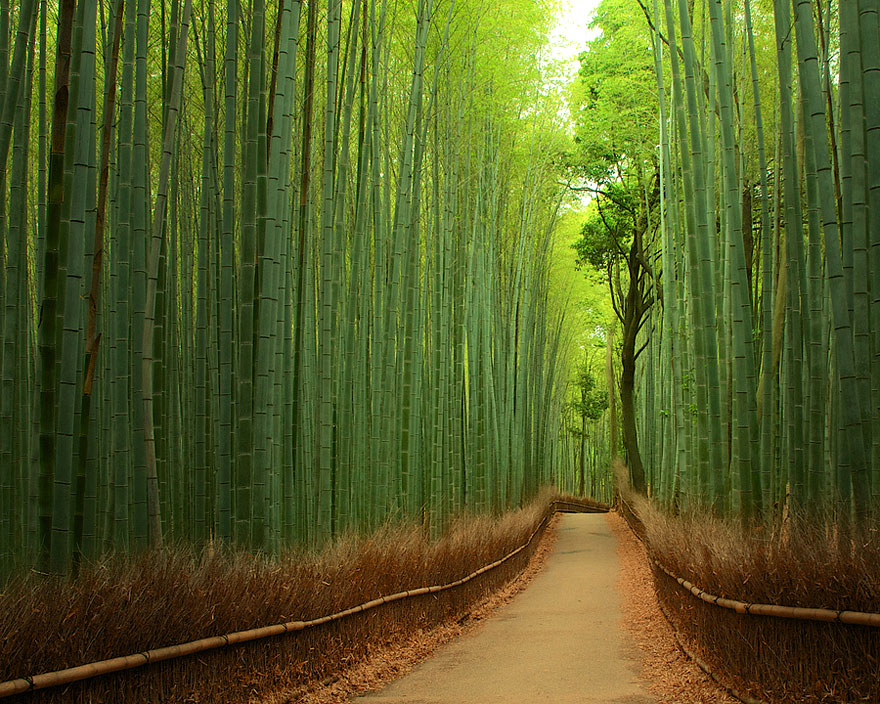 une-Forêt-de-Bambous-Japon