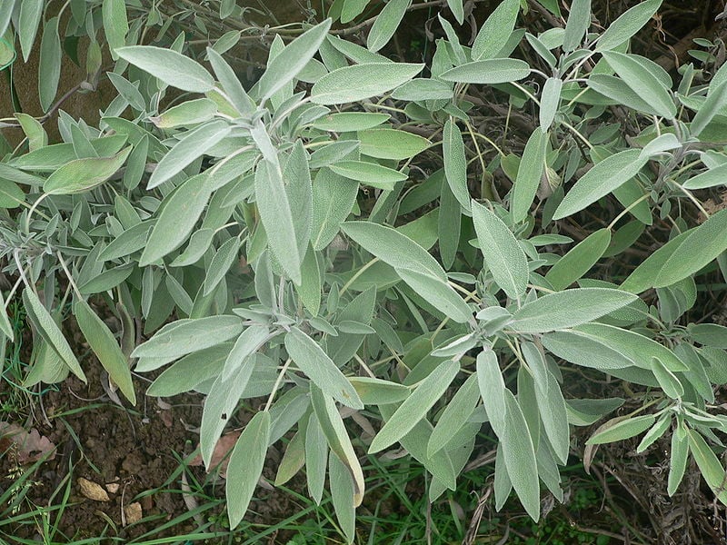 Fichier:Salvia officinalis p1150380.jpg