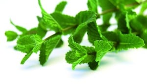 mint leaves on a white background