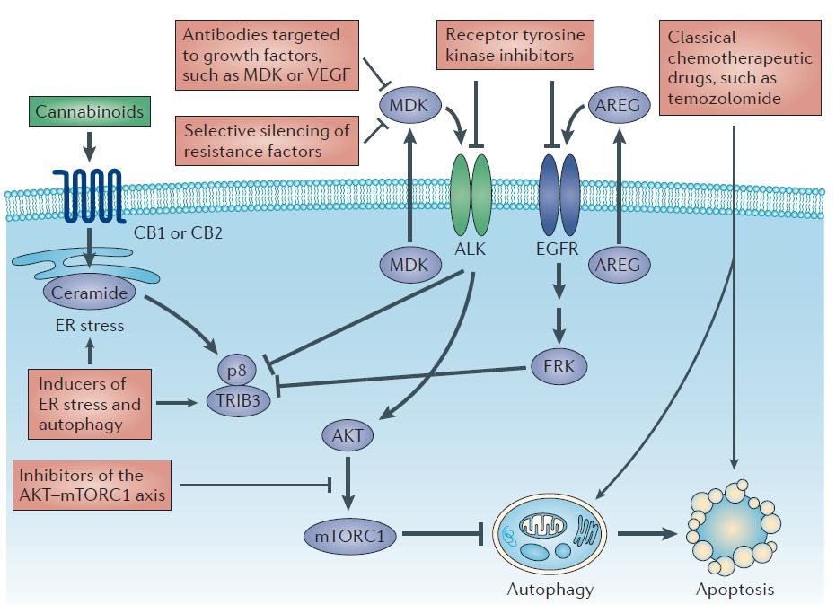 cannabinoides-gliomes.jpg