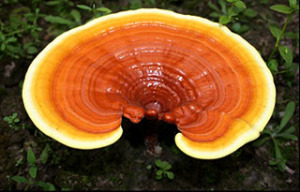 reishi-mushroom-2
