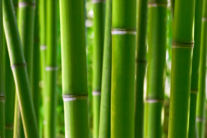 Bamboo forest