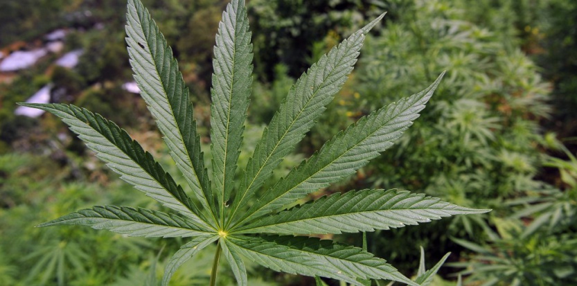 COLOMBIA-MARIJUANA