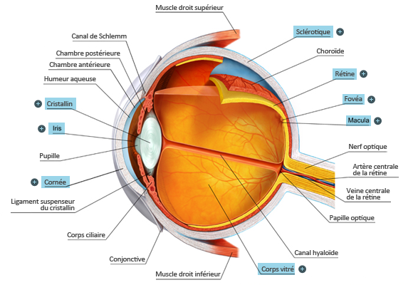 oeil-anatomie