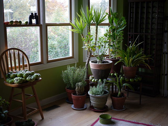 plantes-interieur