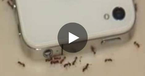 fourmis-portable