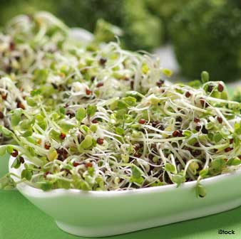 fresh-broccoli-sprouts
