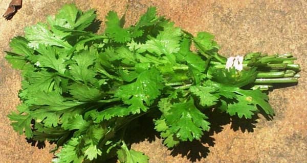 Cette plante tue 86% des cellules du cancer du poumon - Santé Nutrition