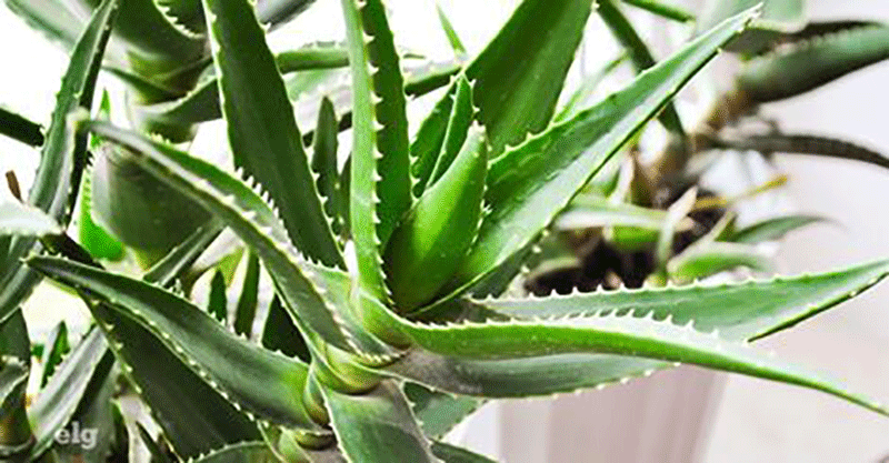 27plants