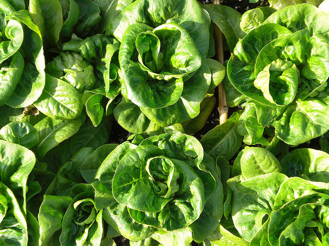salades