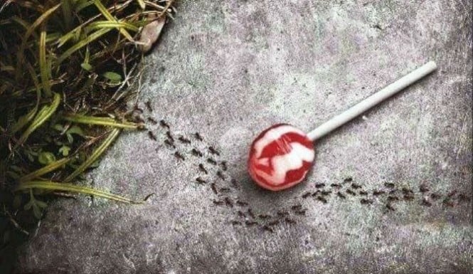Aspartame-Candy-and-Ants-665x385
