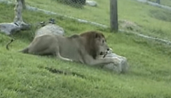 leo