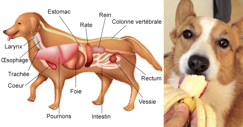 alimentation-chien