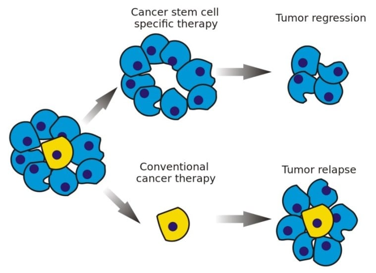 cellules-souches-cancereuses