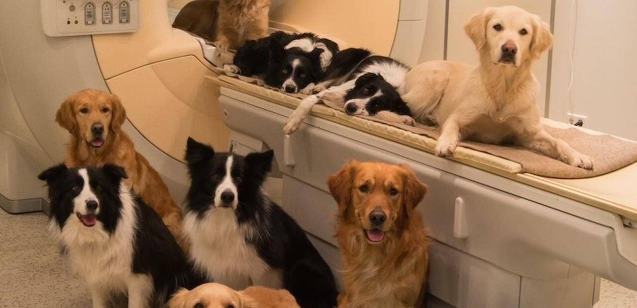 chiens