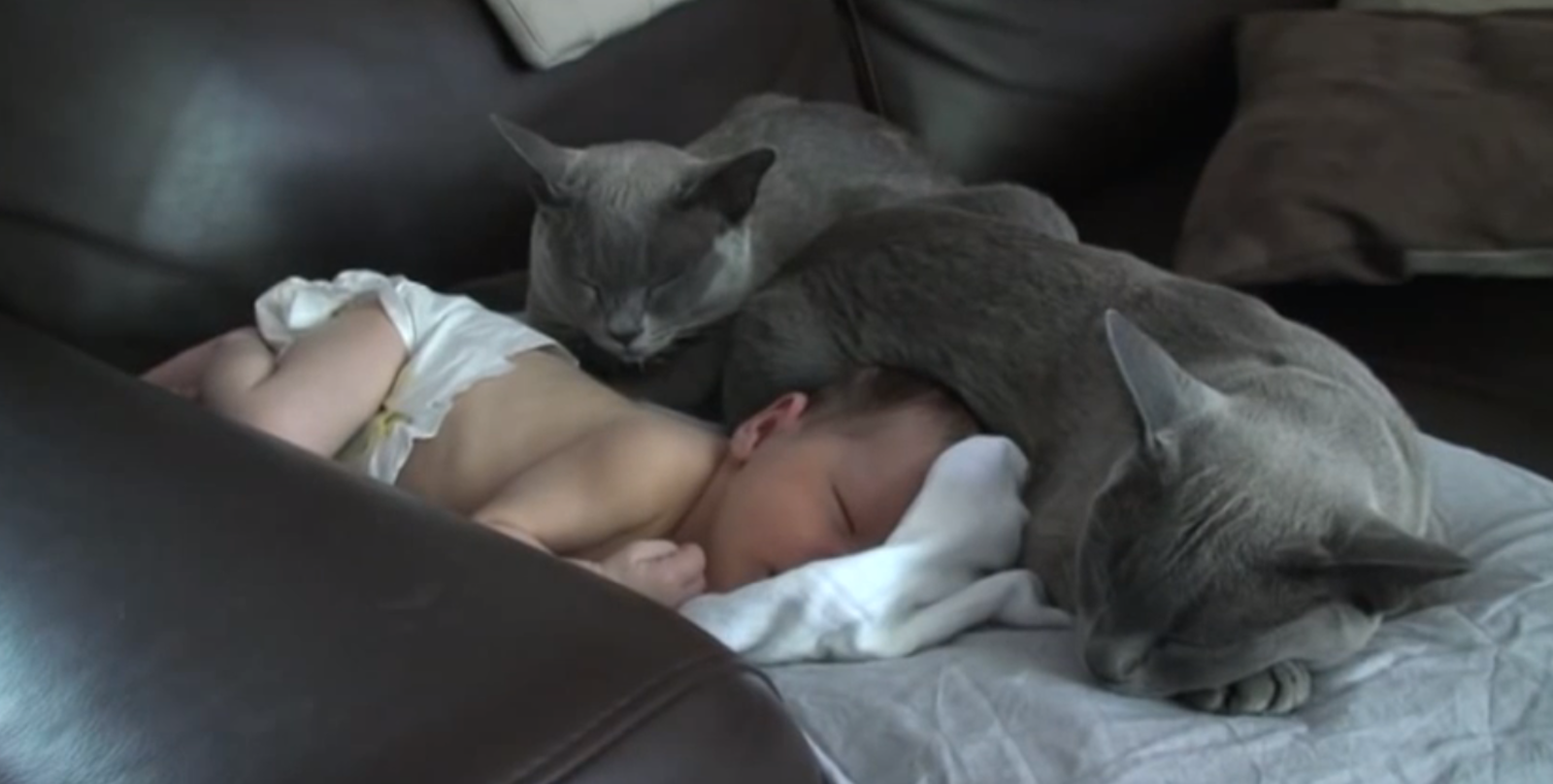 chats-bébé