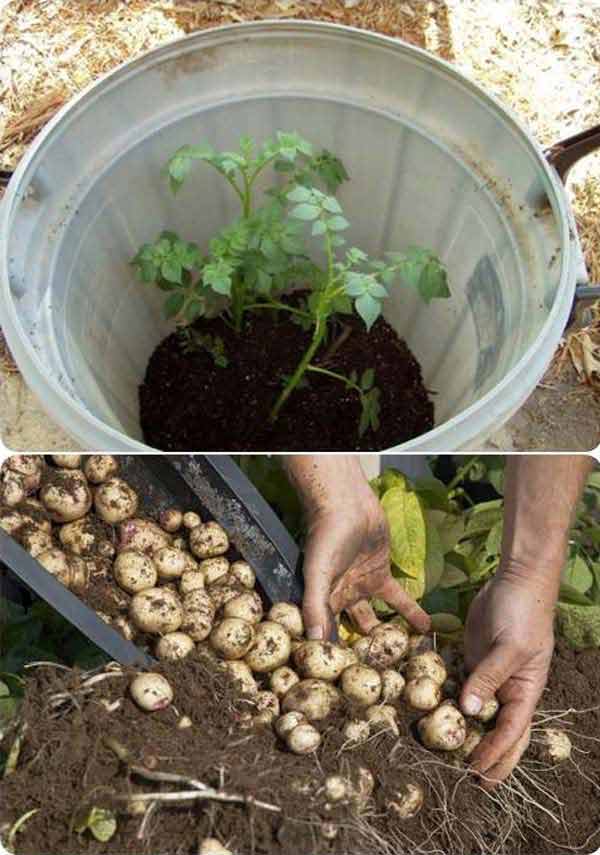 comment-faire-pousser-pommes-de-terre-tonneau