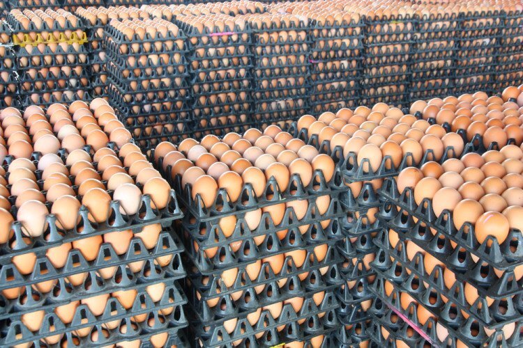 monoprix-ne-vendra-plus-d-oeufs-de-poules-en-batterie-3-750x500