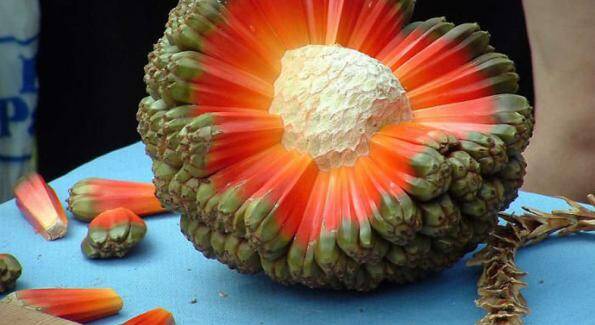 pandanus_tectorius_1000