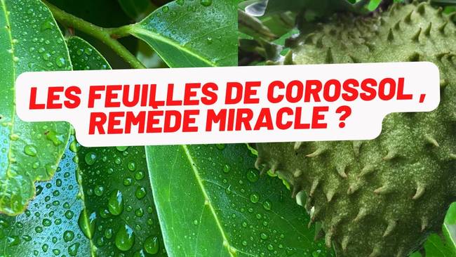 Les feuilles de corossolier, anti cancérigène miracle