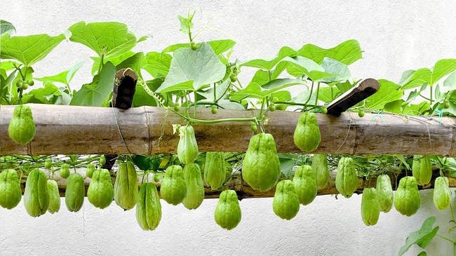 Faire pousser de la chayote à la maison : simplicité et abondance garanties