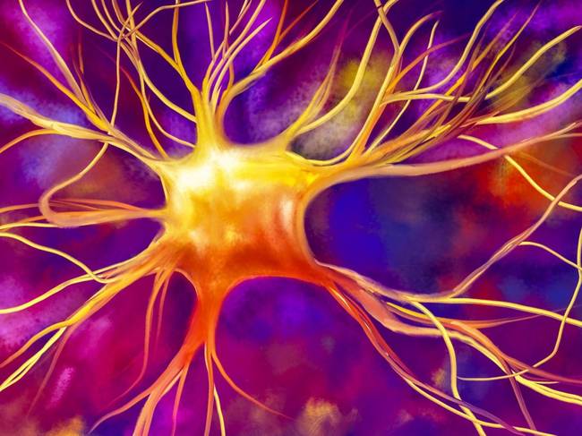 6 règles d'or pour que votre cerveau continue de fabriquer de nouveaux neurones