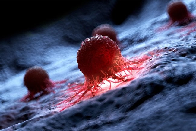 Des scientifiques découvrent un composé naturel qui stoppe la progression du cancer