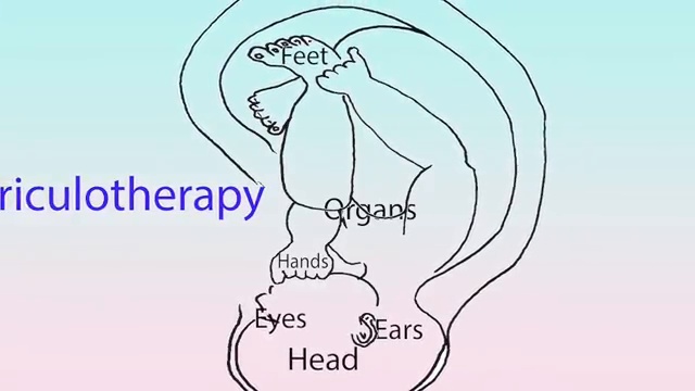 Schéma montrant la ressemblance entre l'oreille et un fœtus inversé