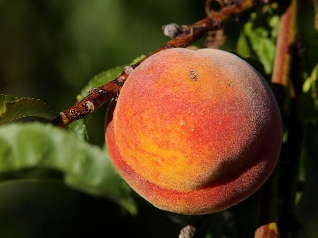 pesticides-fruits-légumes-aliments