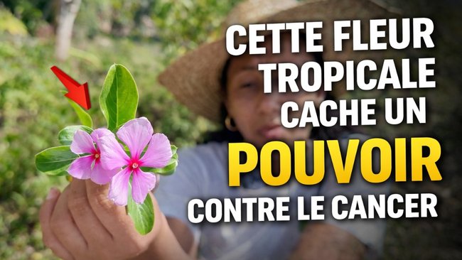 Cette petite fleur de jardin est à l’origine de médicaments contre le cancer…