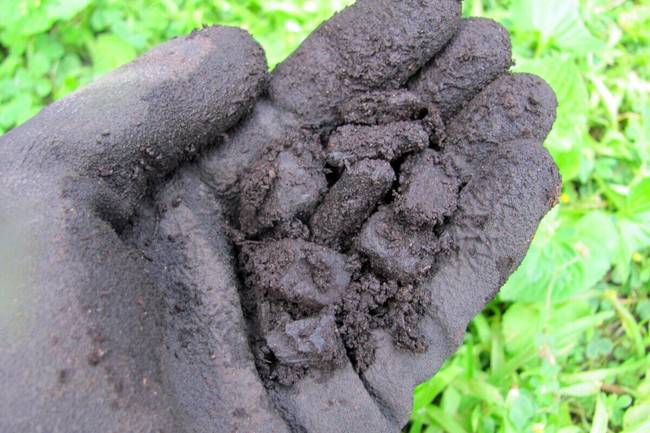 Main tenant des morceaux de biochar