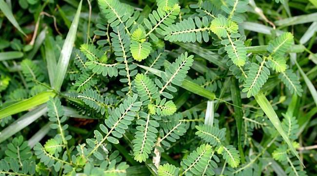 Le remède naturel redoutable pour dissoudre les calculs rénaux