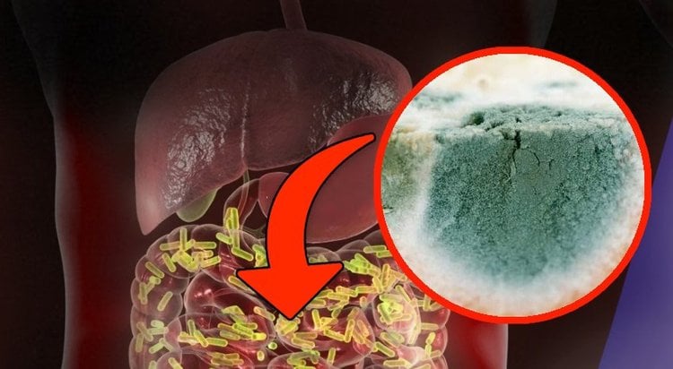 Ce probiotique empêche les moisissures d'infecter votre organisme (nouvelles recherches)