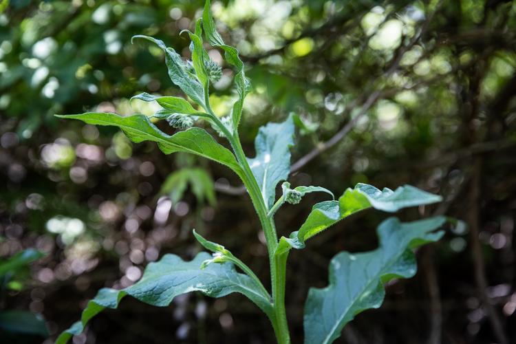 De la consoude officinale — une plante médicinale et comestible.