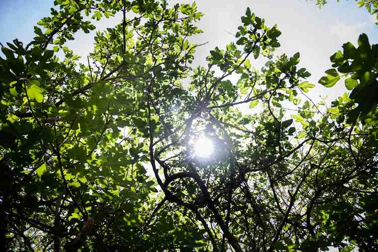 «Le sol d’une forêt retient huit fois plus d’eau que celui d’un champ. C’est la vraie solution face à la sécheresse.»