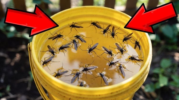 Fabriquez ce piège une seule fois et vous n'aurez plus jamais à vous soucier des moustiques