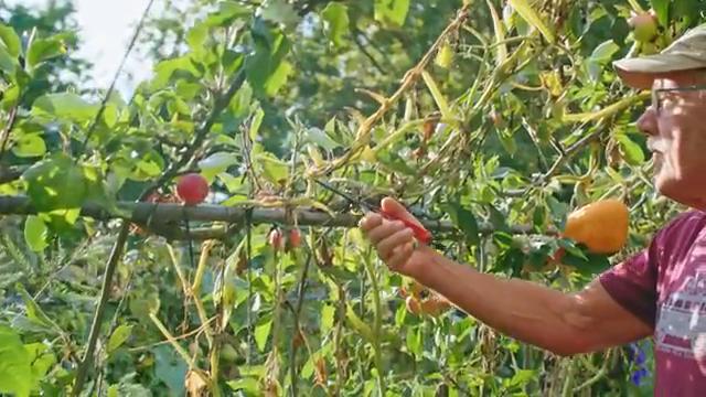 Steve démontrant la taille en espalier sur les pommiers palissés.