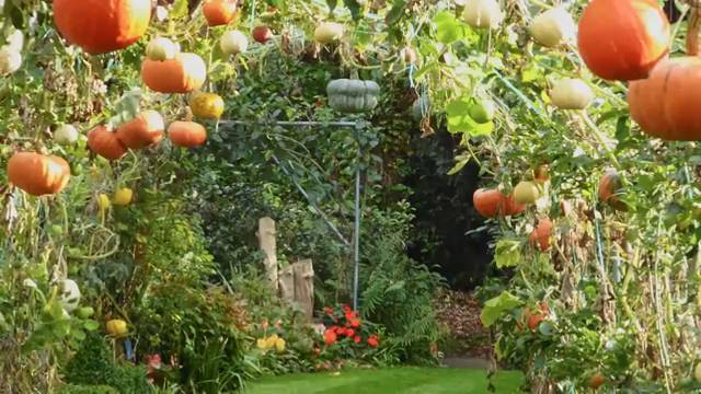 Les citrouilles suspendues à l'armature, ressemblant à des globes colorés.