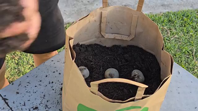 Remplissage d'un sac en papier doublé avec du terreau de qualité.