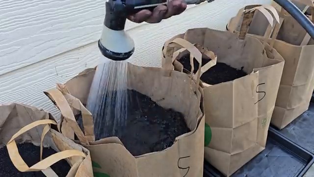 Arrosage des sacs disposés sur des plateaux servant de réserve d'eau.