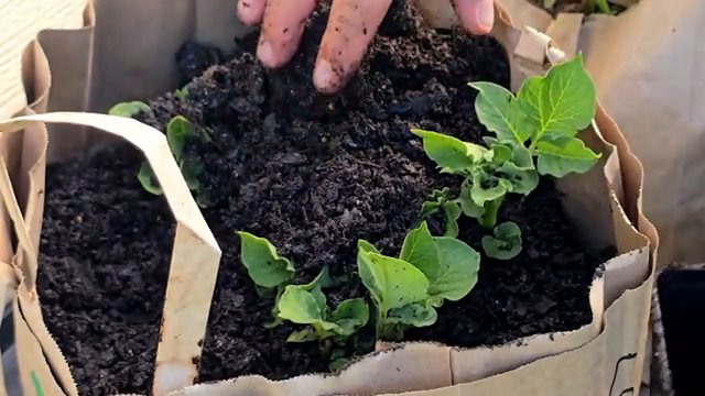 Technique du buttage : ajout de terreau supplémentaire une fois les plants développés.