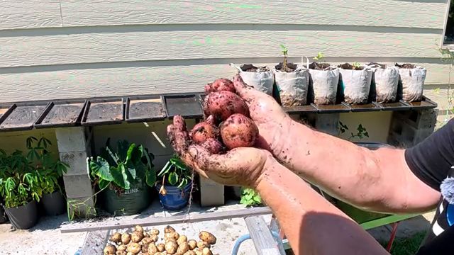Récolte des pommes de terre de la variété Pontiac, reconnaissables à leur peau rouge.