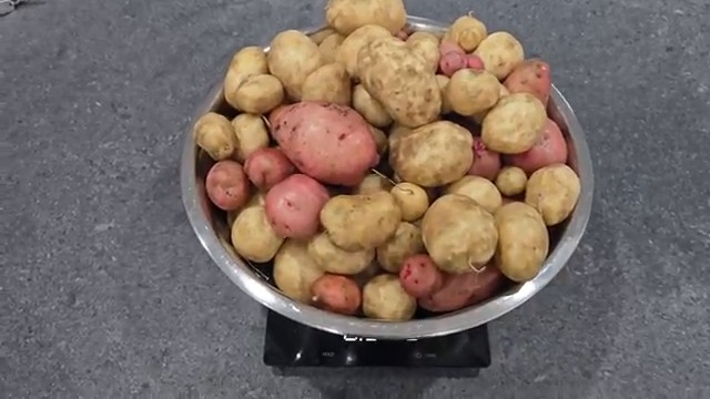 La récolte finale de pommes de terre lavées, pesant environ 5 kilos.