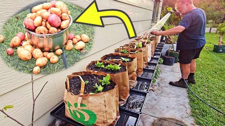 J'ai fait pousser des pommes de terre dans des sacs en papier de supermarché — Voici ce qui s'est passé
