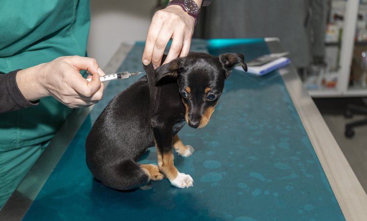 Les données obtenues grâce à la loi sur la liberté d'information (FOIA) révèlent des schémas d'effets indésirables liés à un nouveau vaccin canin à ARN