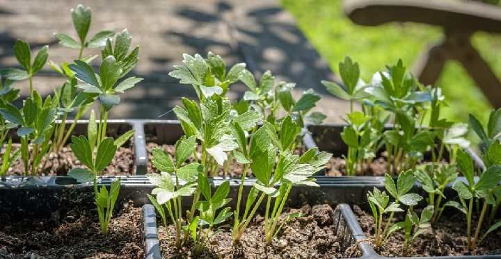 Plantons de livèche