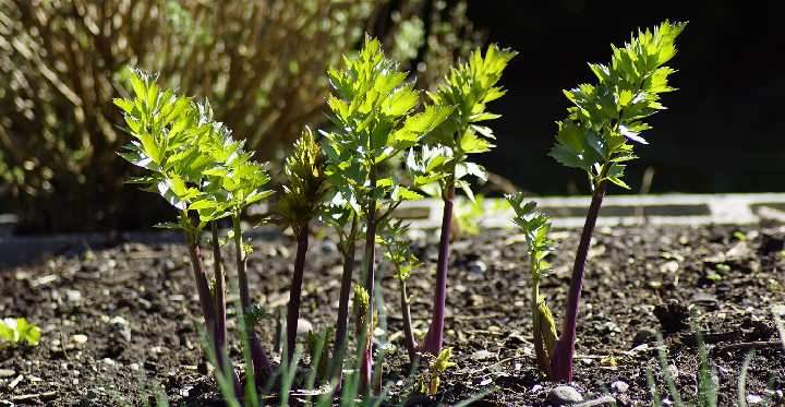 Pourquoi cette plante ancienne tombée dans l'oubli devrait trouver sa place dans tous les jardins – y compris le vôtre !